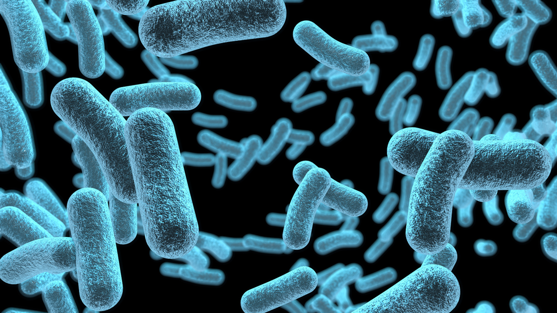 The Role of Gut Microbiome in Disease Prevention